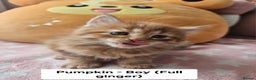 Mixed Breed cats for sale: Beautiful ginger mix long hair maine coon kittens - Advert 16