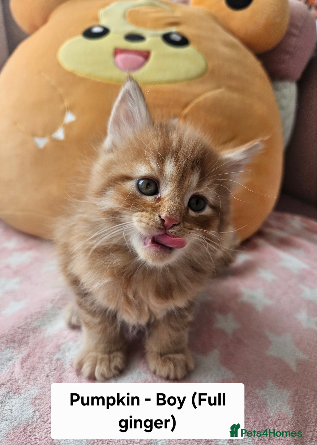 Mixed Breed cats for sale: Beautiful ginger mix long hair maine coon kittens - Advert 16