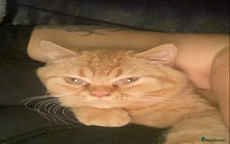 British Shorthair cats for sale: Re homing this Beautiful Boy - Image 11