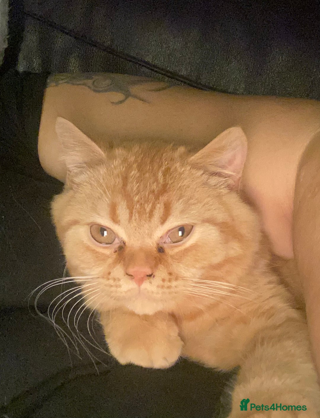 British Shorthair cats for sale: Re homing this Beautiful Boy - Image 11