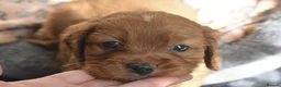 Cavalier King Charles Spaniel dogs for sale: Health Tested Parents-beautiful puppies - Advert 12