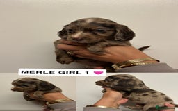 Cocker Spaniel dogs for sale: Toy cocker spaniel  - Image 1