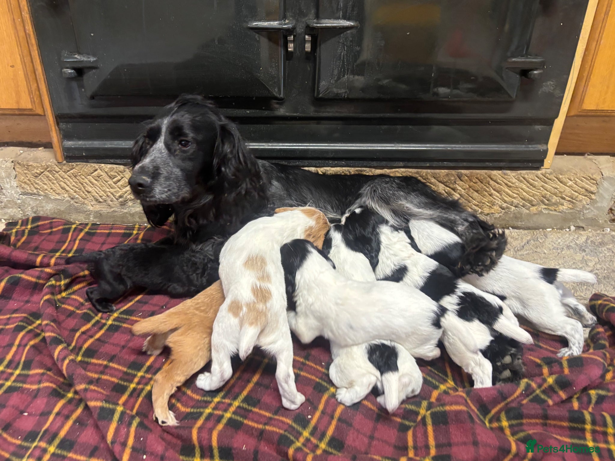 Cocker Spaniel dogs for sale: Gorgeous KC Cocker Spaniels - Advert 2