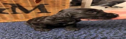 Cocker Spaniel dogs for sale: Stunning Show type cocker spaniel puppies  - Advert 23
