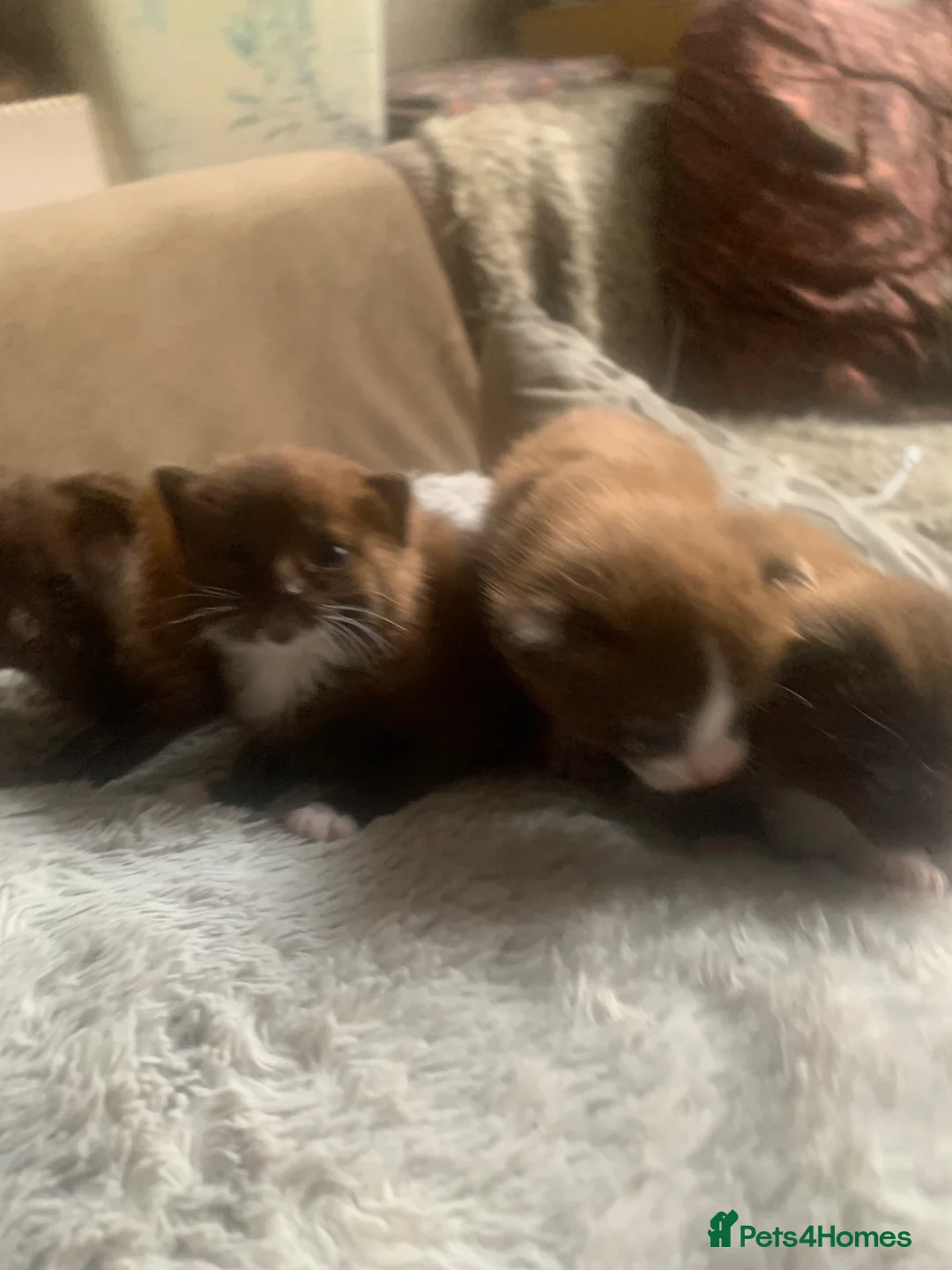 Mixed Breed cats for sale: 4-3-26- part Persian adorable chocolate kittens - Advert 1
