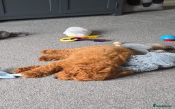 Cockapoo dogs for sale: F1b fox red Fully vaccinated Male - Image 6