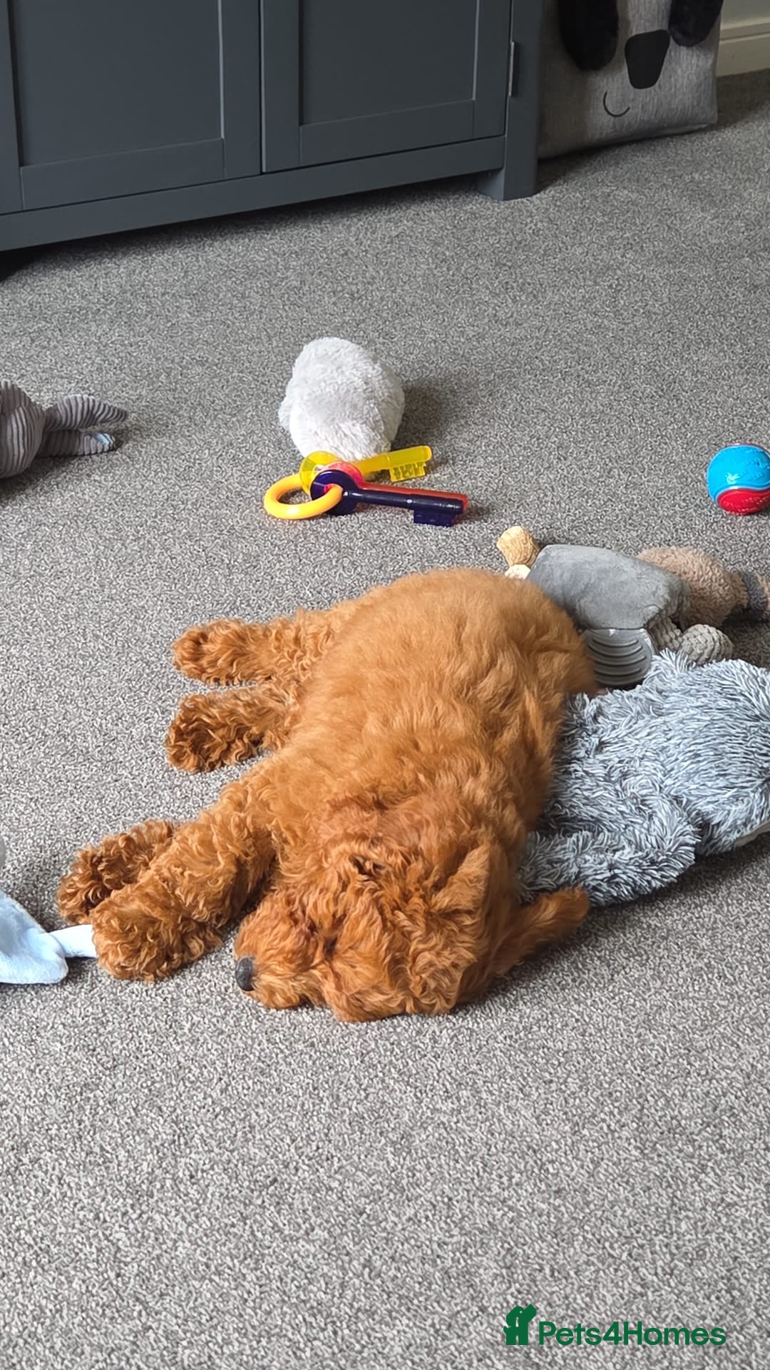 Cockapoo dogs for sale: F1b fox red Fully vaccinated Male - Image 6