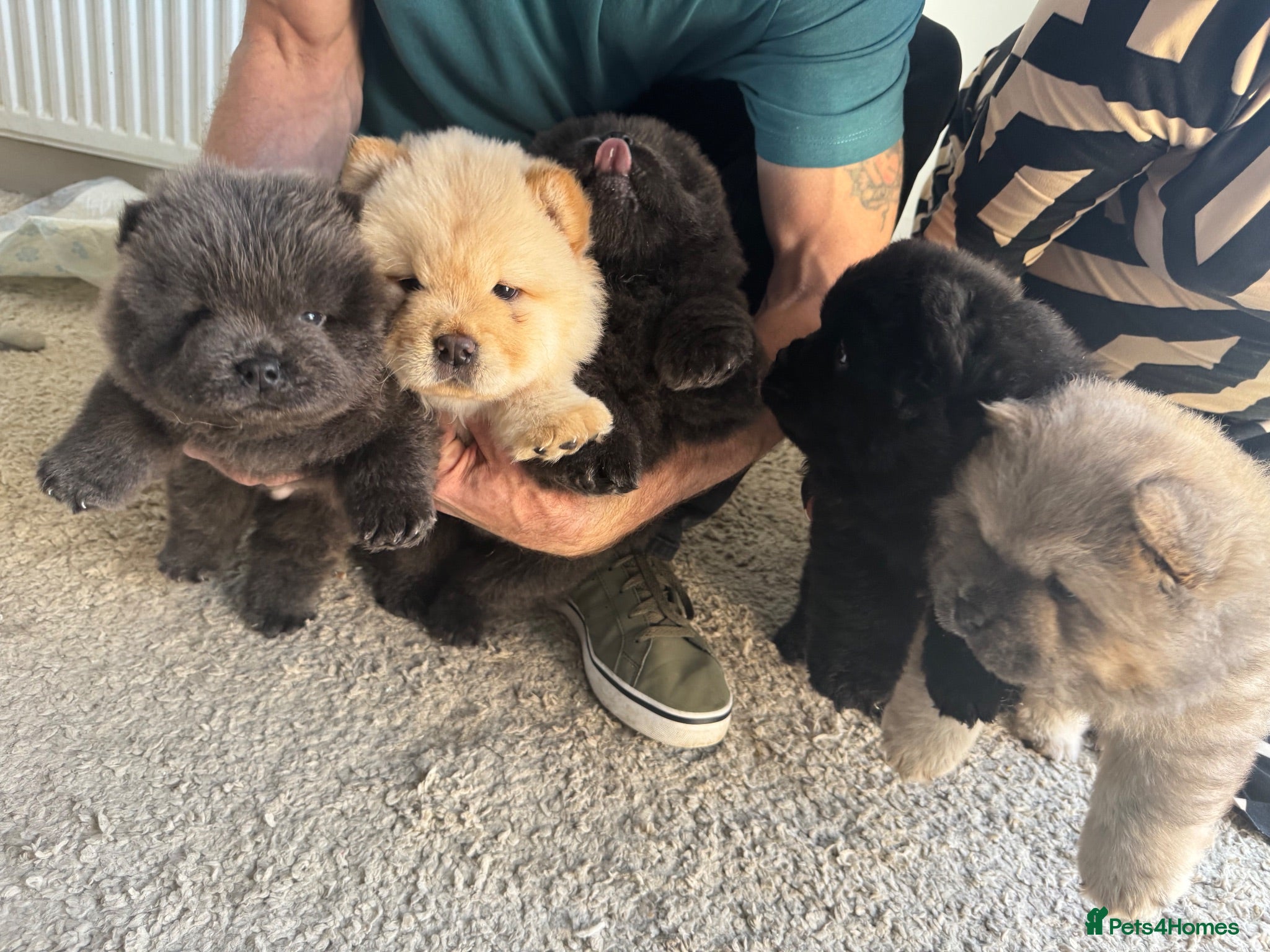 Chow Chow dogs 5 X chow chow class 1 kc registered  - Advert 3