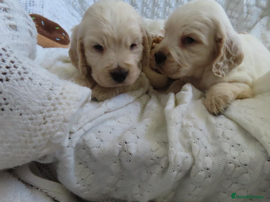 Cocker Spaniel dogs for sale: ❤️‍🔥❤️‍🔥💥Show Type Cocker Spaniel Puppies - Advert 9