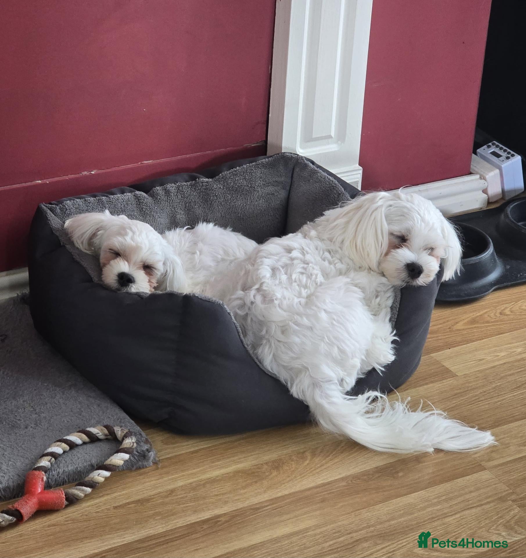 Maltese dogs Max & Mickey two beautiful Maltese puppies  - Advert 9