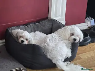 Maltese dogs Max & Mickey two beautiful Maltese puppies - Advert 6