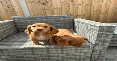 Cocker Spaniel dogs - Advert 7