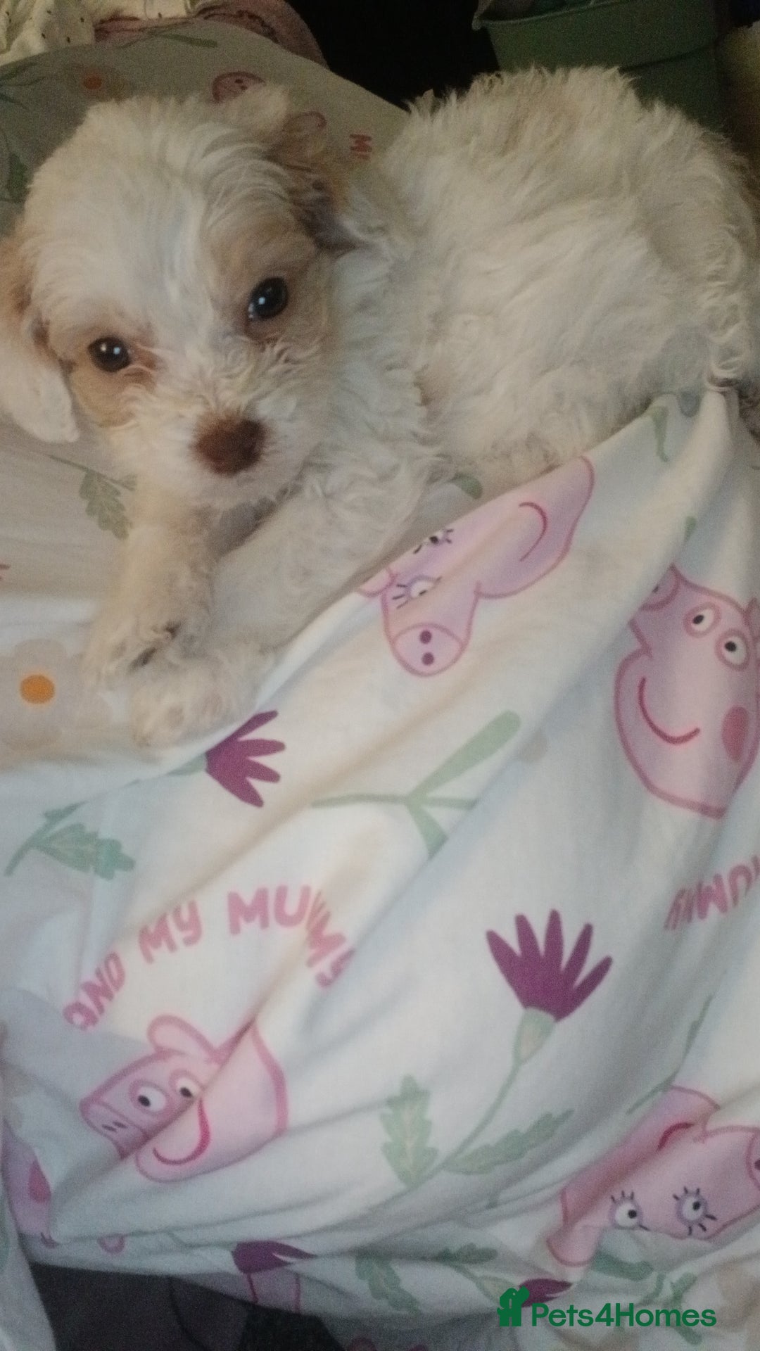 Mixed Breed dogs for sale: Springerpoo puppy  - Advert 23