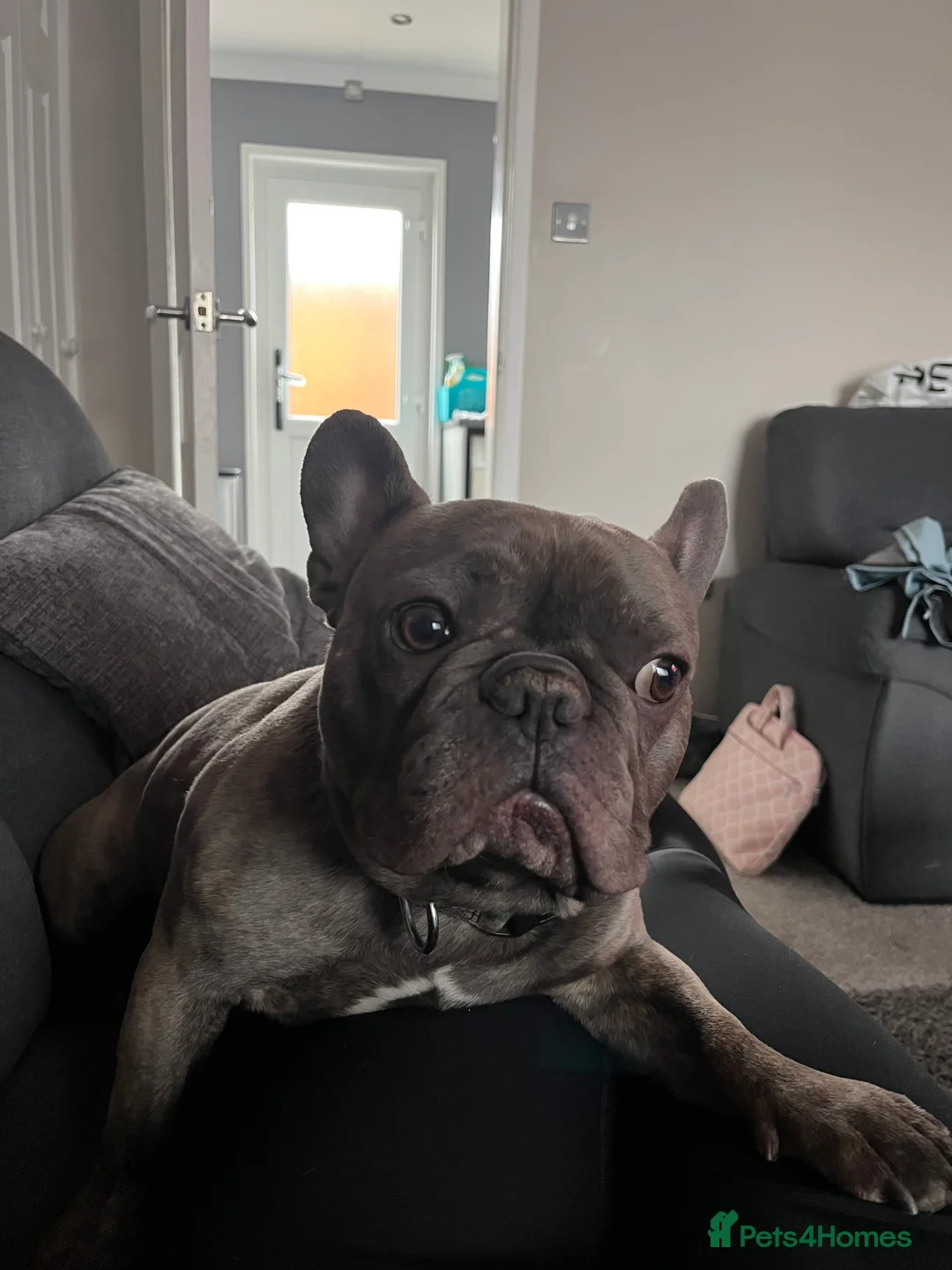 French Bulldog dogs for sale: Baloo - Advert 5