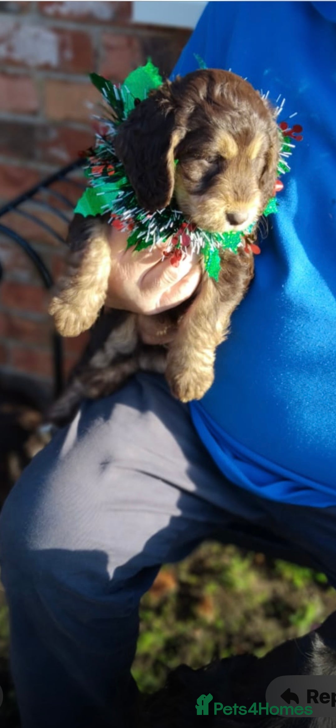 Cockapoo dogs for sale: adorable cockerpoo puppies - Advert 9