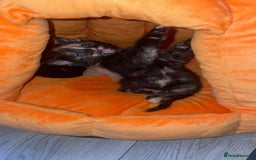 Mixed Breed cats for sale: Only 1 black male available - Image 11
