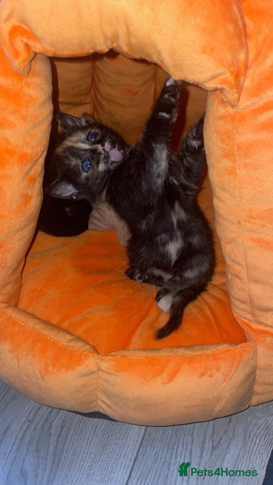 Mixed Breed cats for sale: Only 1 black male available - Image 11