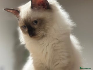 Ragdoll cats - Advert 32