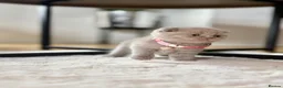 Scottish Fold cats for sale: Scottish fold - Advert 9