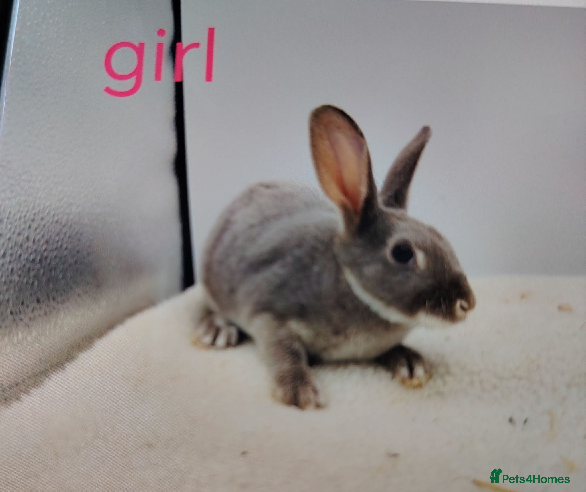 Rex rabbits Lovely mixed litter mini rex - Advert 1