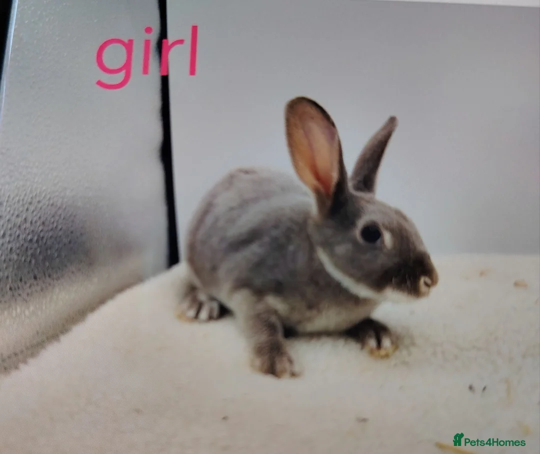Rex rabbits for sale: Lovely mixed litter mini rex - Advert 1