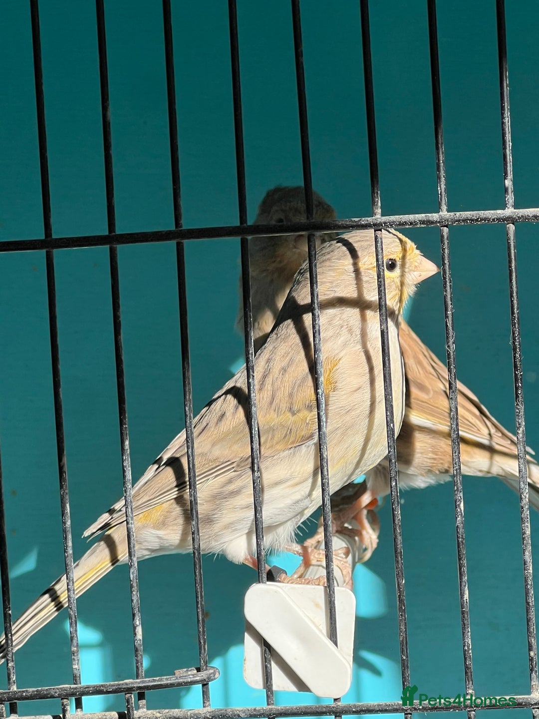 Canaries birds for sale: Young canaries  - Advert 17