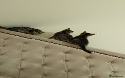 British Shorthair cats for sale: 12 weeks old - Image 1