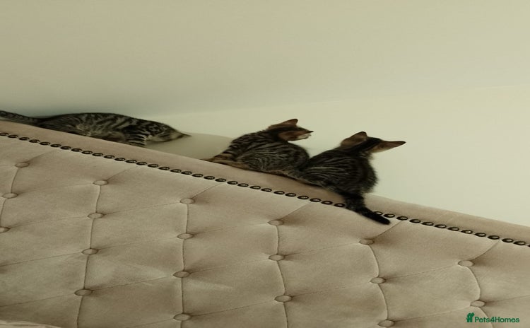 British Shorthair cats - Advert 13