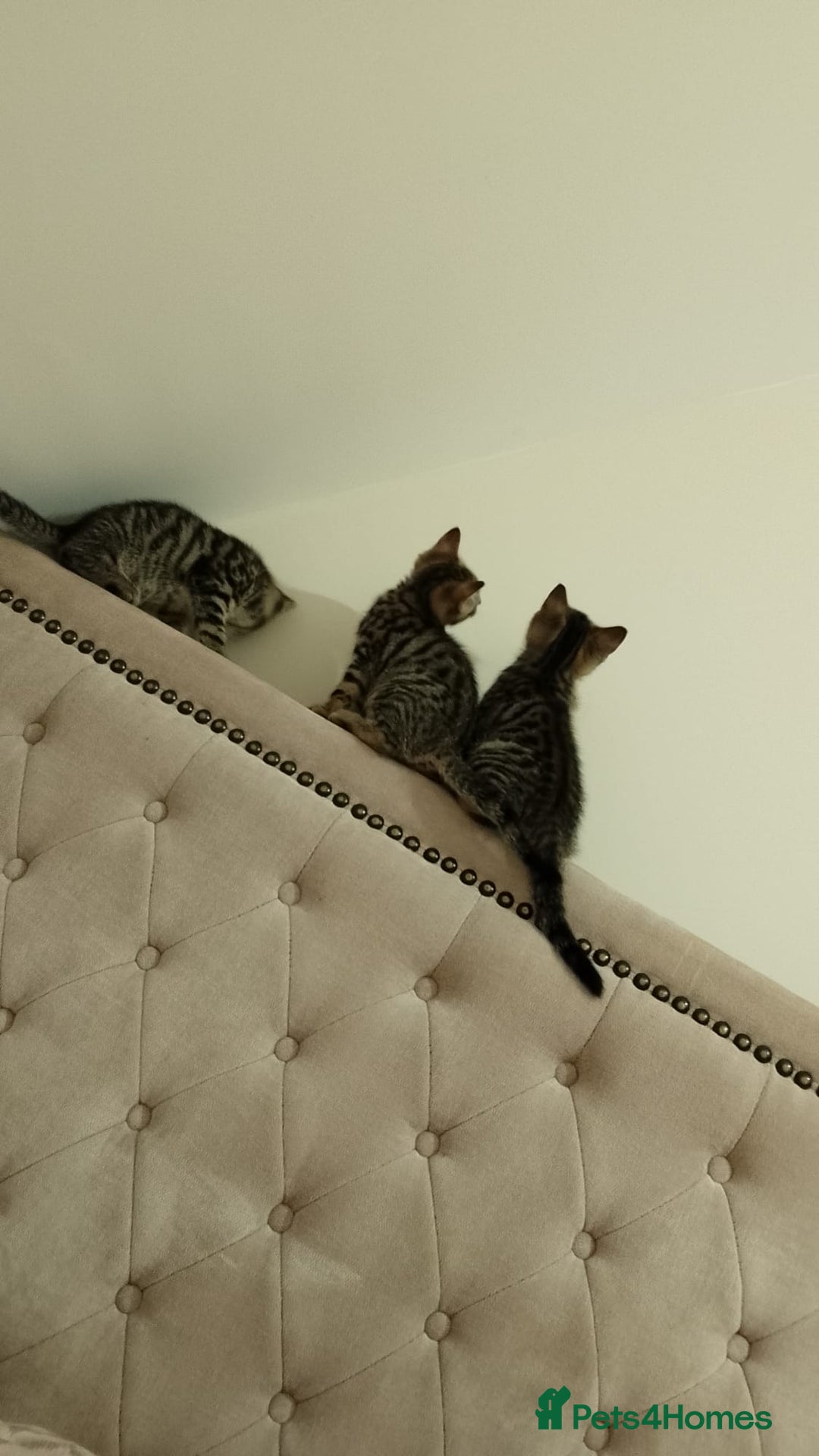 British Shorthair cats for sale: 12 weeks old - Image 1