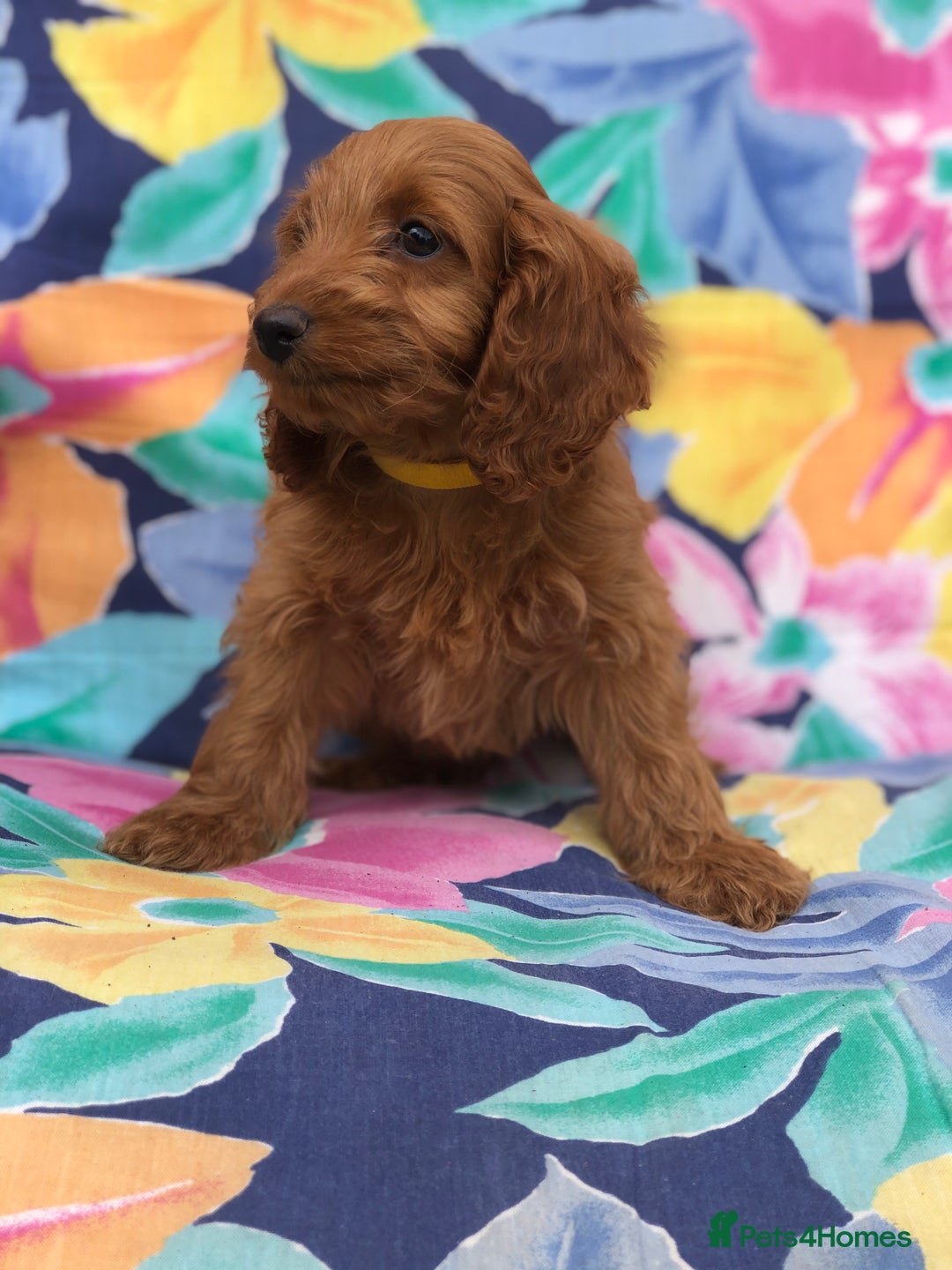 Cockapoo dogs for sale: Cockapoo puppies for sale - Image 3