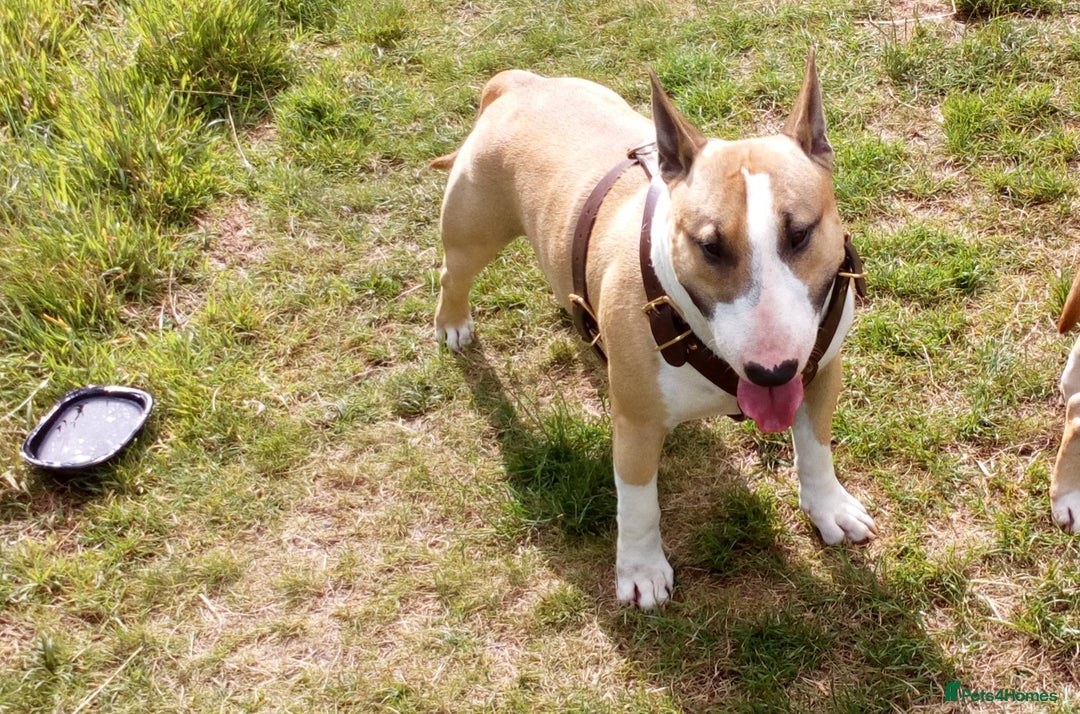 English Bull Terrier dogs for stud: Quality Kc Registered Red & White in Southampton - Advert 13