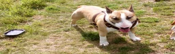 English Bull Terrier dogs for stud: Quality Kc Registered Red & White in Southampton - Advert 13