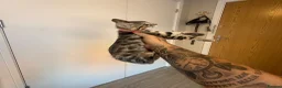 Bengal cats for sale: Bengal kitten  - Advert 1