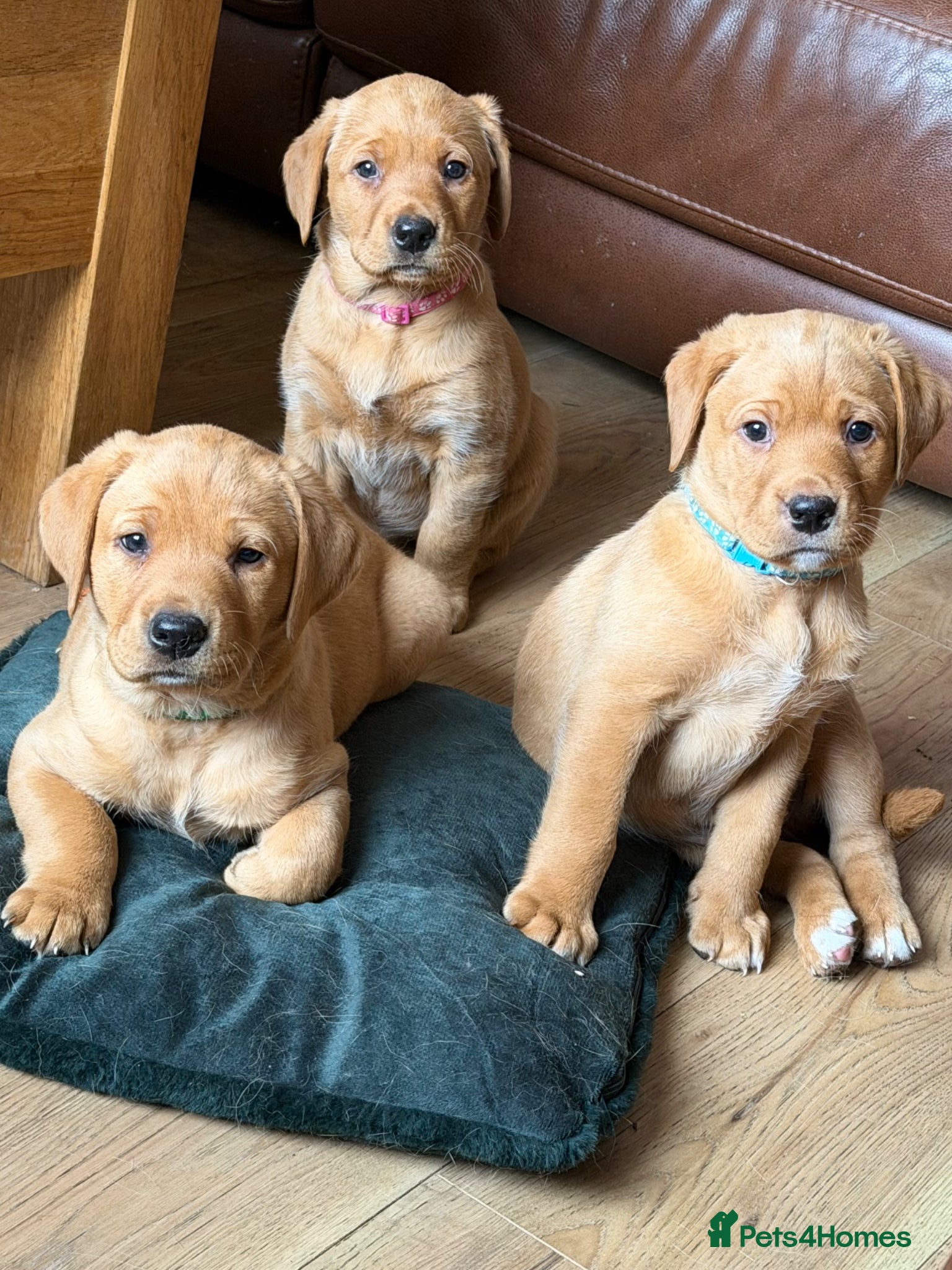Labrador Retriever dogs Beautiful KC Registered yellow/fox read labs - Advert 16