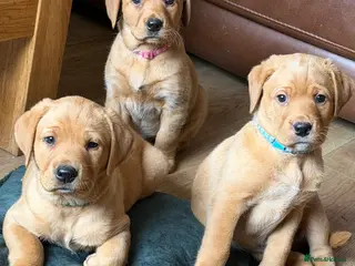 Labrador Retriever dogs Beautiful KC Registered yellow/fox read labs - Advert 16