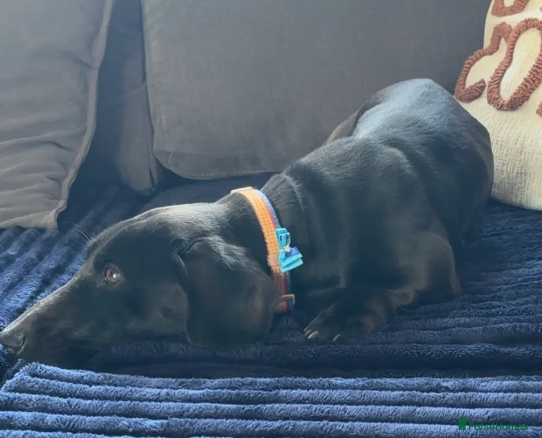Miniature Dachshund dogs for sale: 2 year old miniature dachshund  in Doncaster - Advert 5