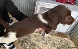 English Springer Spaniel dogs for sale: Working Springer Spaniel Puppies  - Image 10