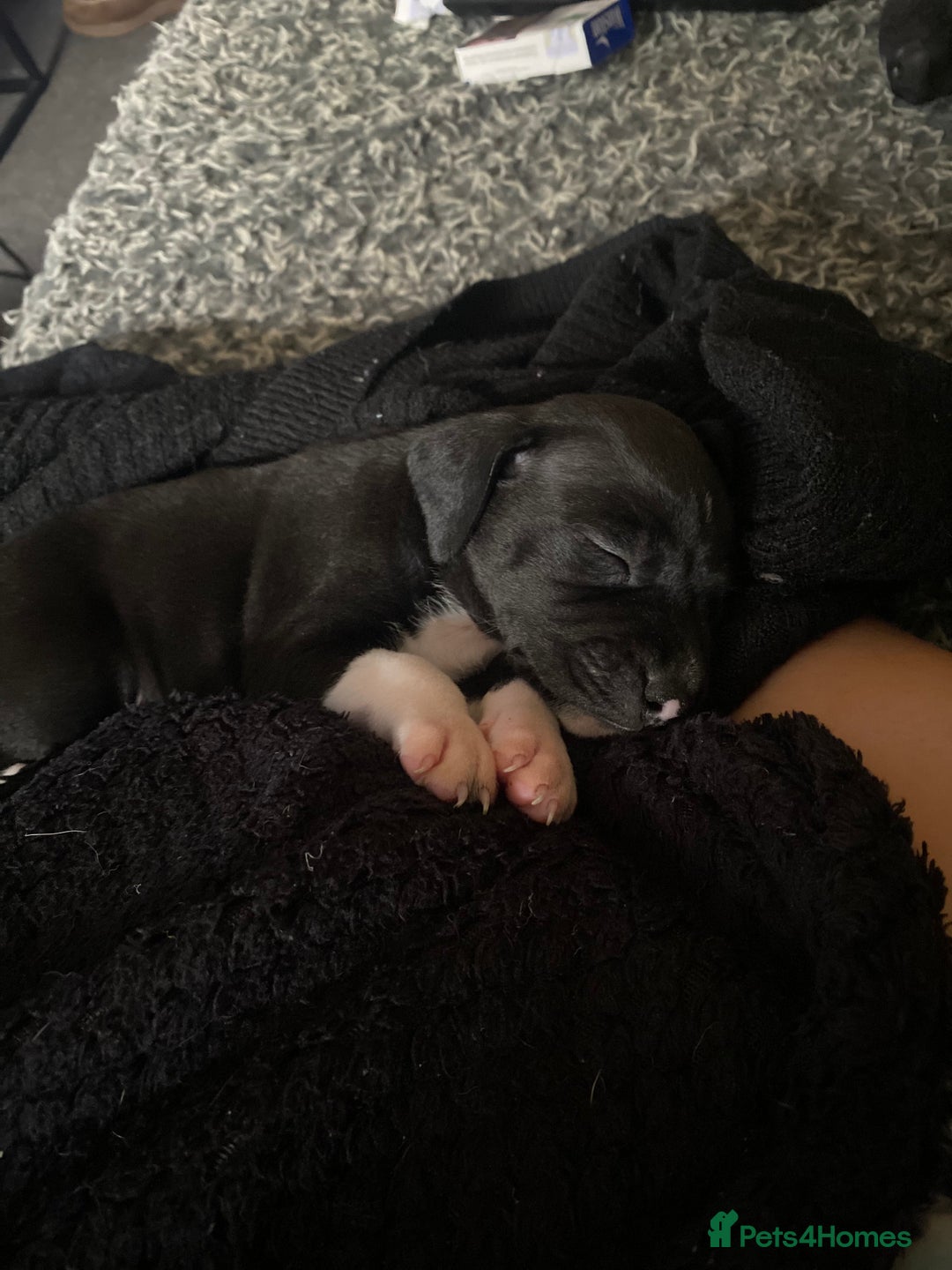 Staffordshire Bull Terrier dogs for sale: Beautiful tri and brindle staffy pups - Image 10
