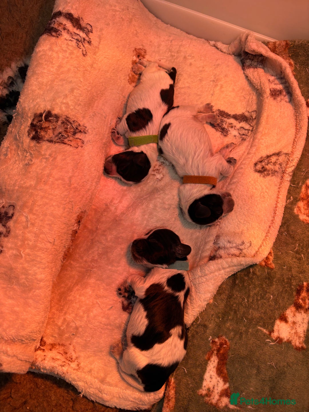 Cocker Spaniel dogs for sale: True show type male.  - Image 1