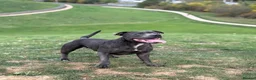 Staffordshire Bull Terrier dogs for sale: 6 Blue Staffordshire Bull Terrier Puppies  - Advert 5