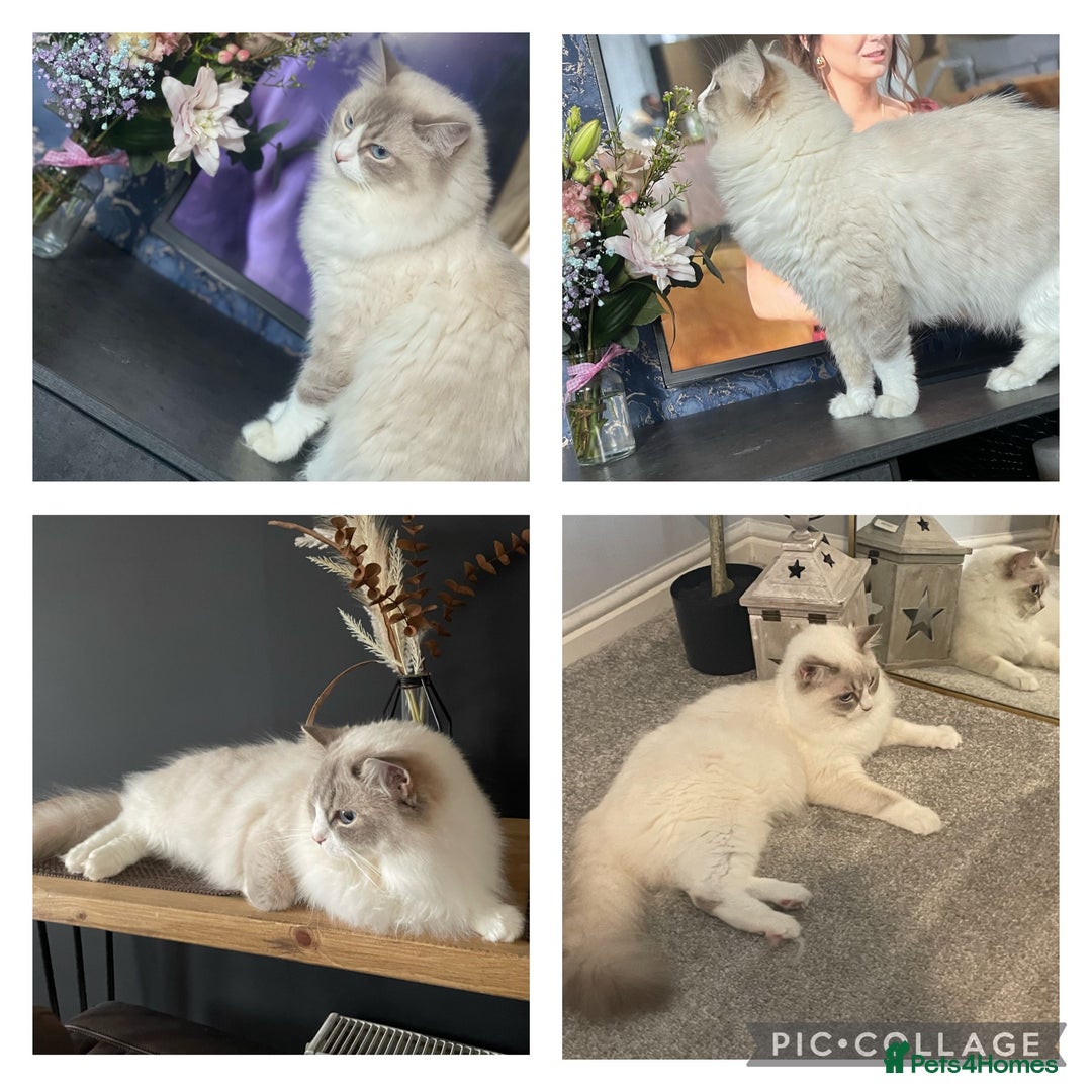 Ragdoll cats for sale: 🌸2x Extensively health tested Retiring Queens🌸 - Image 8