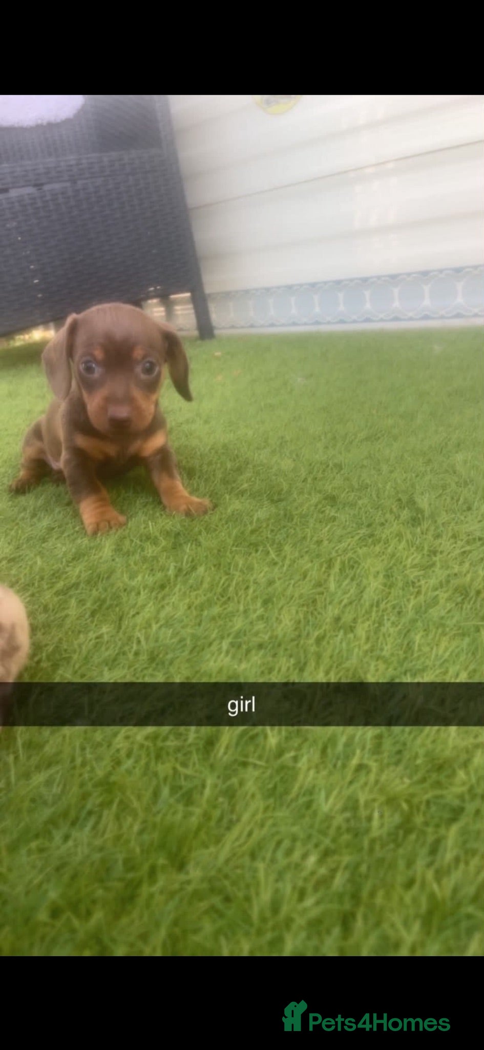 Dachshund dogs Dachshund - Advert 2