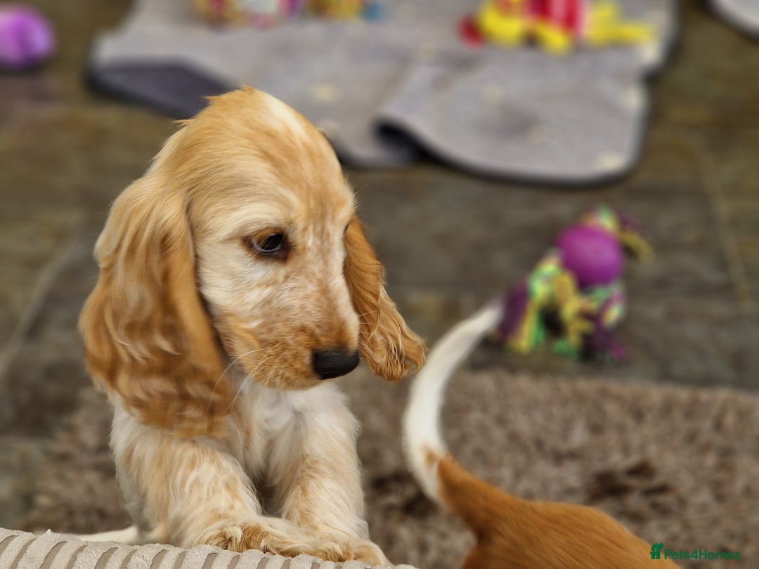Cocker Spaniel dogs for sale: Pedigree SHOW Cocker Spaniel Puppies - Image 10