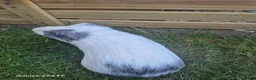 Guinea Pig rodents for sale: 2 male guinea pigs  in Kingsbridge - Advert 4