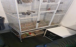 Ringnecks birds for sale: 2 indian ringnecks male and female. - Image 7