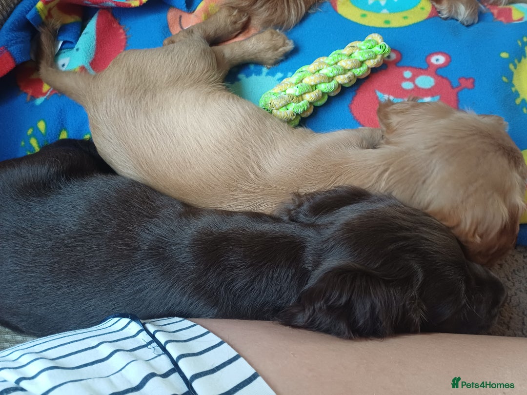 Cocker Spaniel dogs for sale: *Ready now*Stunning working cocker spaniel puppies - Image 13