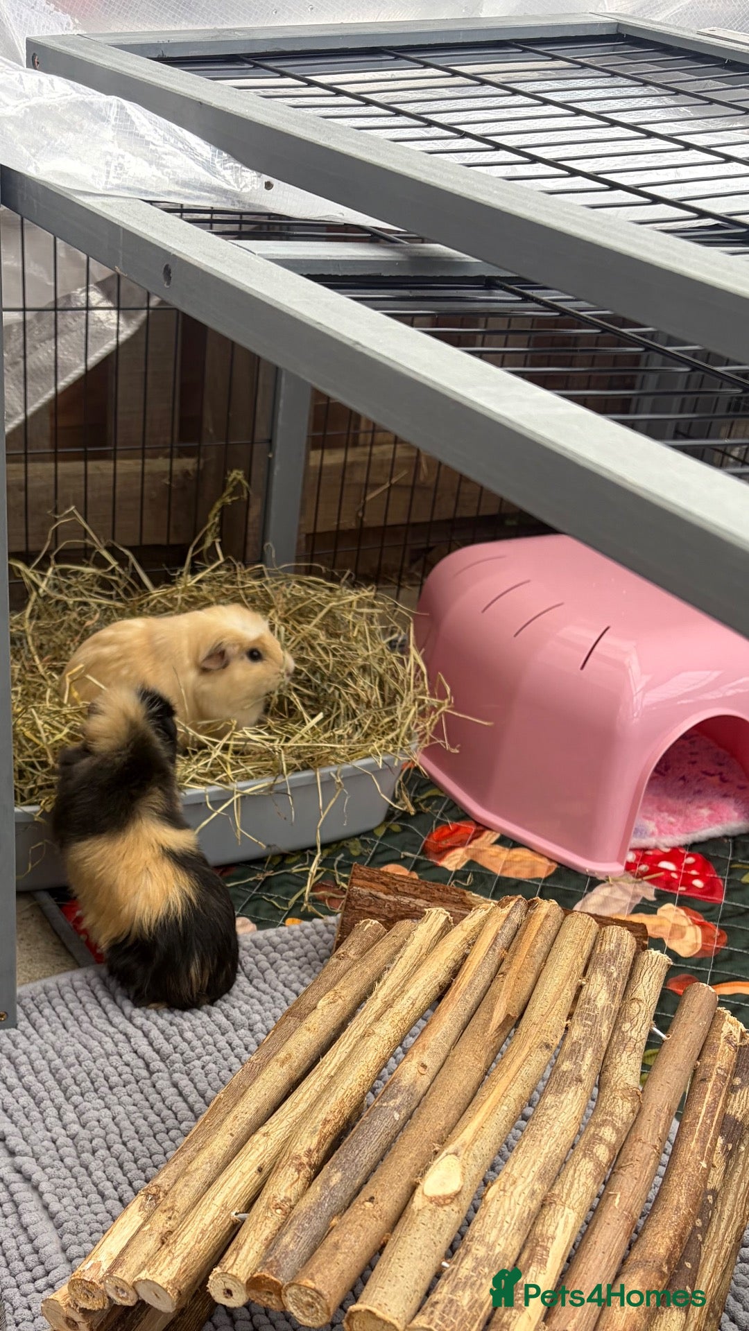 Guinea Pig rodents for sale: guinea pigs  - Advert 2