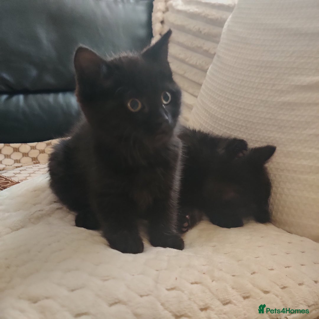 Domestic Shorthair cats for sale: Przecudowne dziewczynki - Advert 5