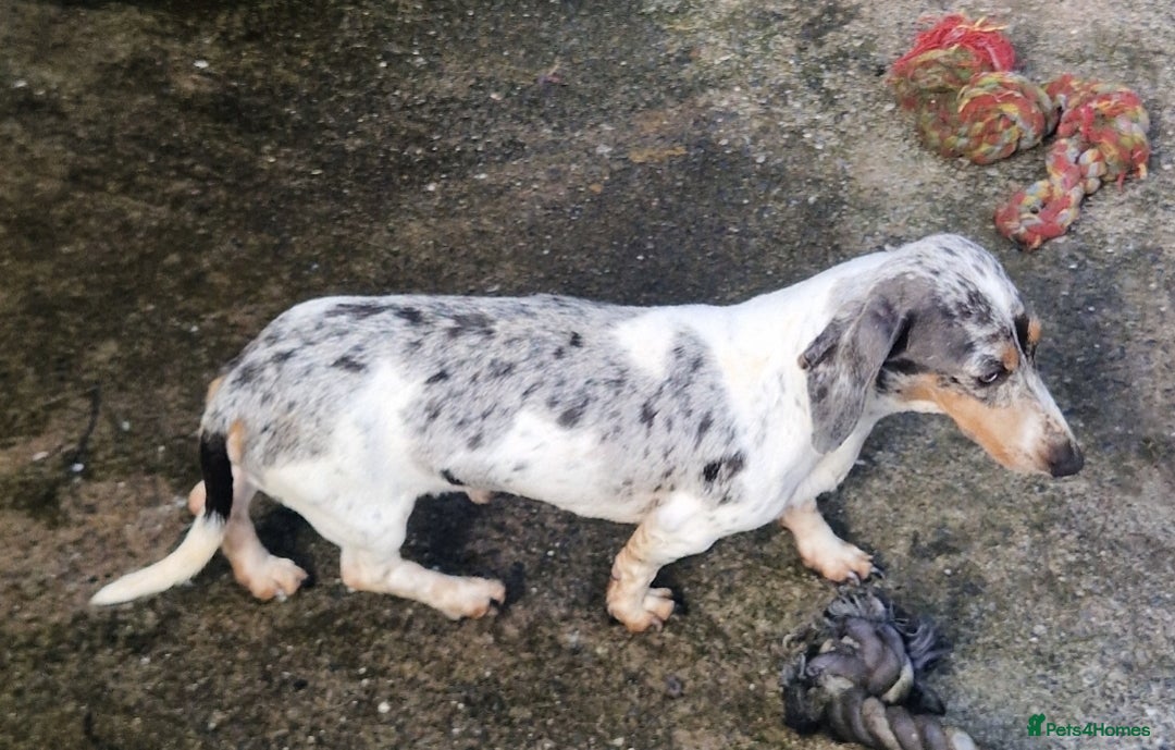 Miniature Dachshund dogs for stud: PRA CLEAR BLUE PIED DAPPLE MINIATURE DACHSHUND - Advert 4