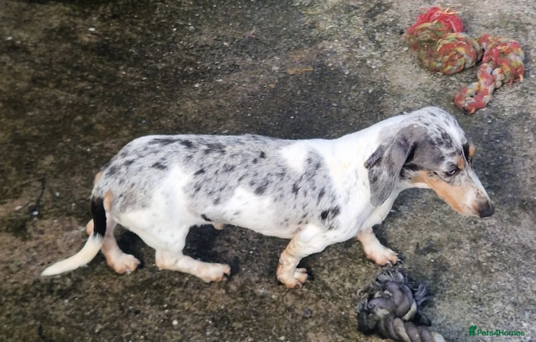 Miniature Dachshund dogs for stud: PRA CLEAR BLUE PIED DAPPLE MINIATURE DACHSHUND - Advert 7